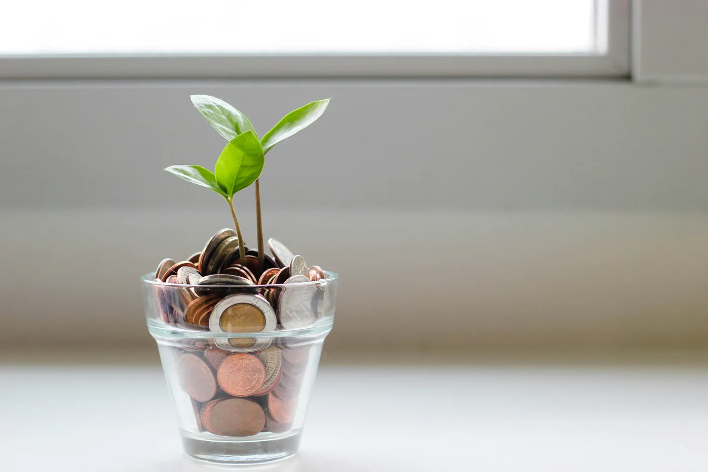 Plant growing from coins as an investment growth concept